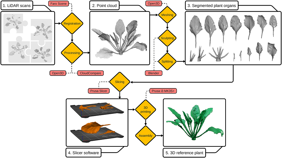 Sugar beet creation workflow 利用 3d 打印甜菜植物改善智能作物育种 - 3d打印行业资讯网