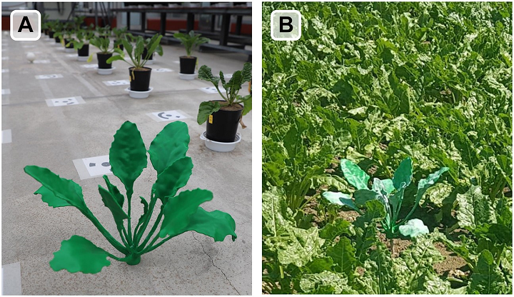 Sugar beet model 利用 3d 打印甜菜植物改善智能作物育种 - 3d打印行业资讯网