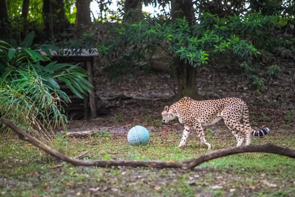 6587d64df0564 Cheetah Motorized Ball Enrichment 1024683.webp 依然强劲的利基市场：EOS - 3D打印行业资讯网 的 Fabian Ahlefeld 表示 3D 打印对娱乐行业的影响