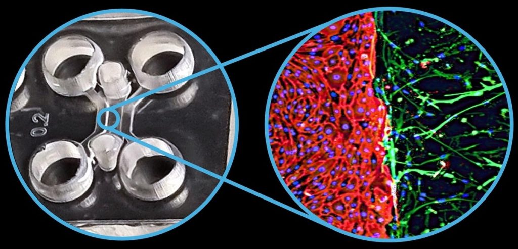 Frontier Bio 的大脑芯片复制了血脑屏障 (BBB)，这对于神经系统疾病和病症的研究至关重要。前沿生物摄影。