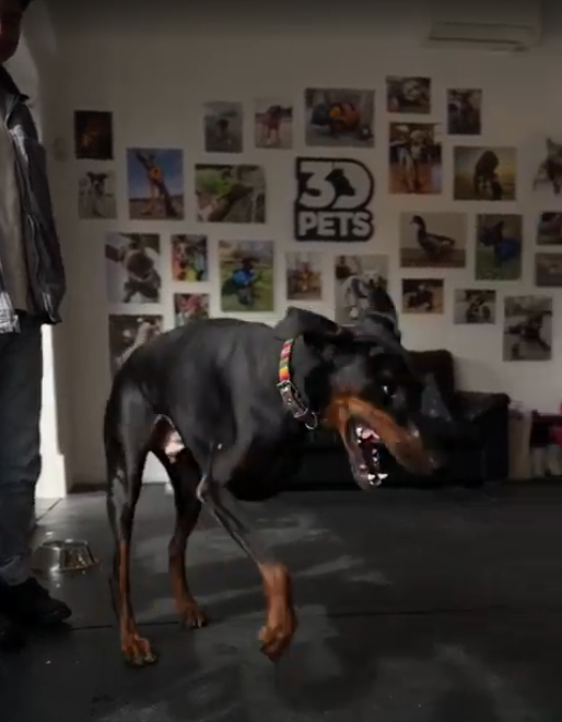 Dobie prosthetic 3 有趣的实现：Elegoo和3Dpets为Rey Dobman Pinsher制作3D打印腿-3D打印行业资讯网
